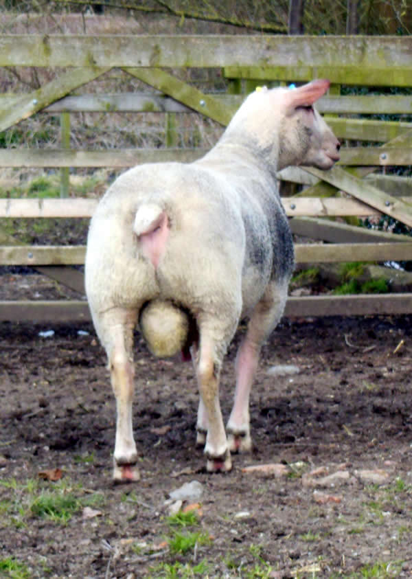 The shearling ram 12TG00184 Edstaston Mont Blanc The shearling ram 12TG00184 Edstaston Mont Blanc